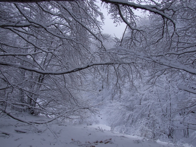 bosco innevato